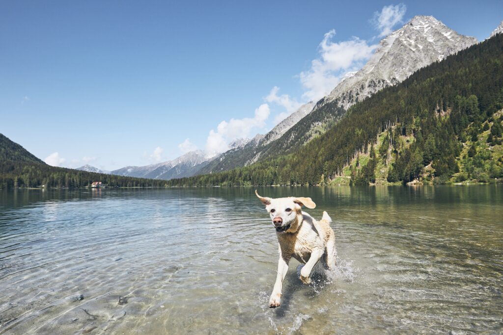 Entdecken Sie die besten hundefreundlichen Orte in Österreich